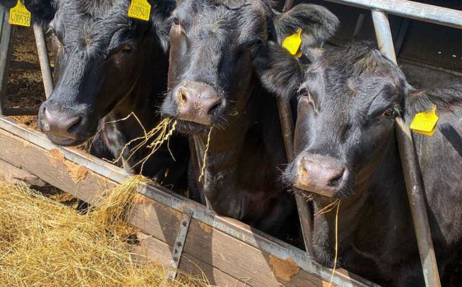 Ẩm thực Scotland - Bò Aberdeen Angus